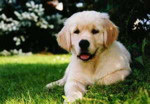 golden pup 